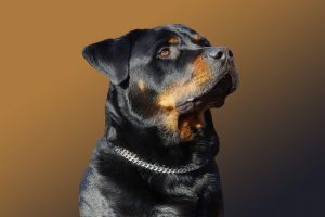Rottweiler-dog-names-male-female
