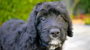 standard-bernedoodle-dog-breed-info