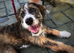 Bernedoodle-generations-f1-f1b-f2