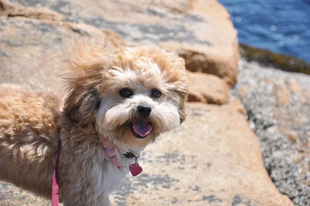 Shih Poo Dog Breed