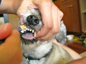 dog-toothpaste-toothbrush