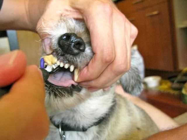 dog-toothpaste-toothbrush