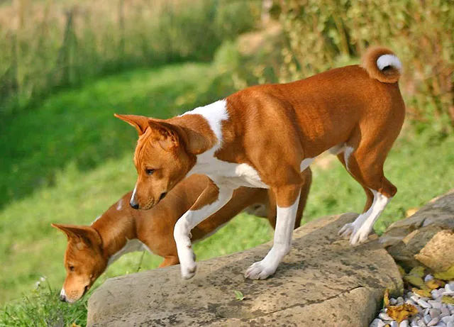 basenji facts