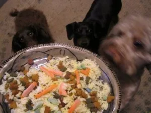 Bernedoodle-food-meal