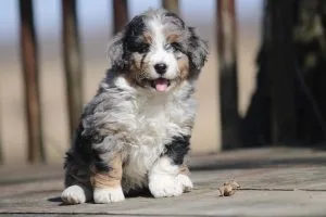 Bernedoodle health
