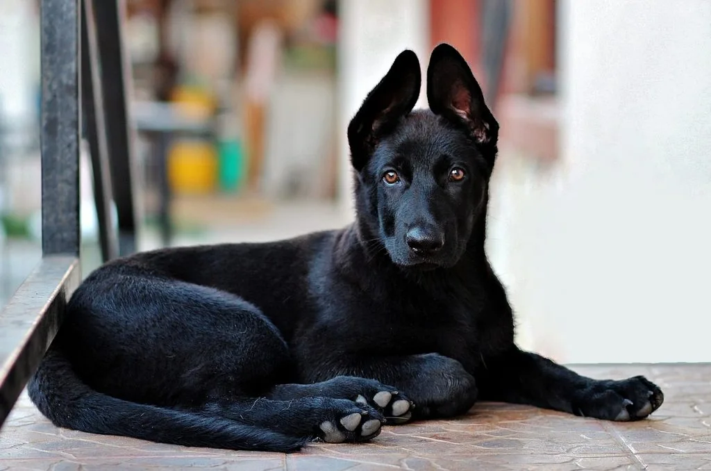 dog-breeds-birth-month-zodiac