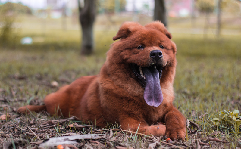 dog-facts-chow-chow-purple-tongue