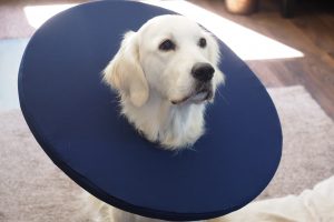 interesting dog facts