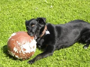 destructive-dog-chewing