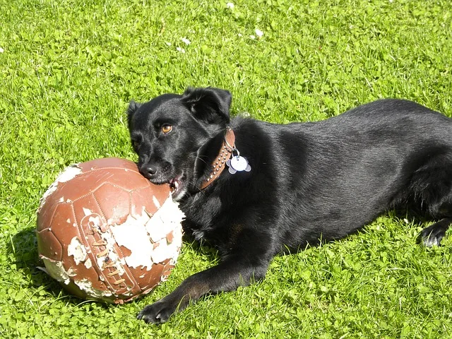 destructive-dog-chewing
