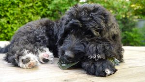 Bernedoodle-names-ideas