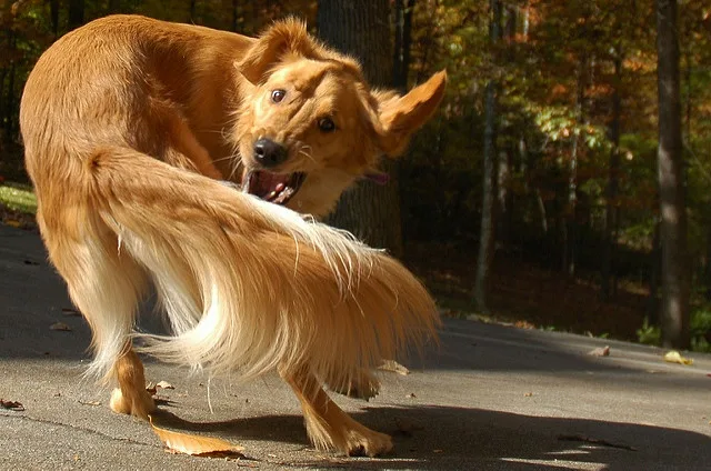 dog-tail-chasing