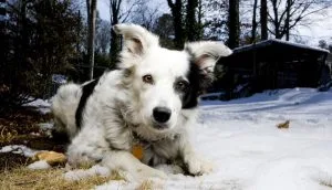 Chaser The Border Collie