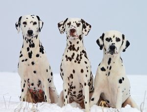 dalmatian-dog-breed-of-the-month-march-2019