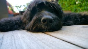 bernedoodle-temperament