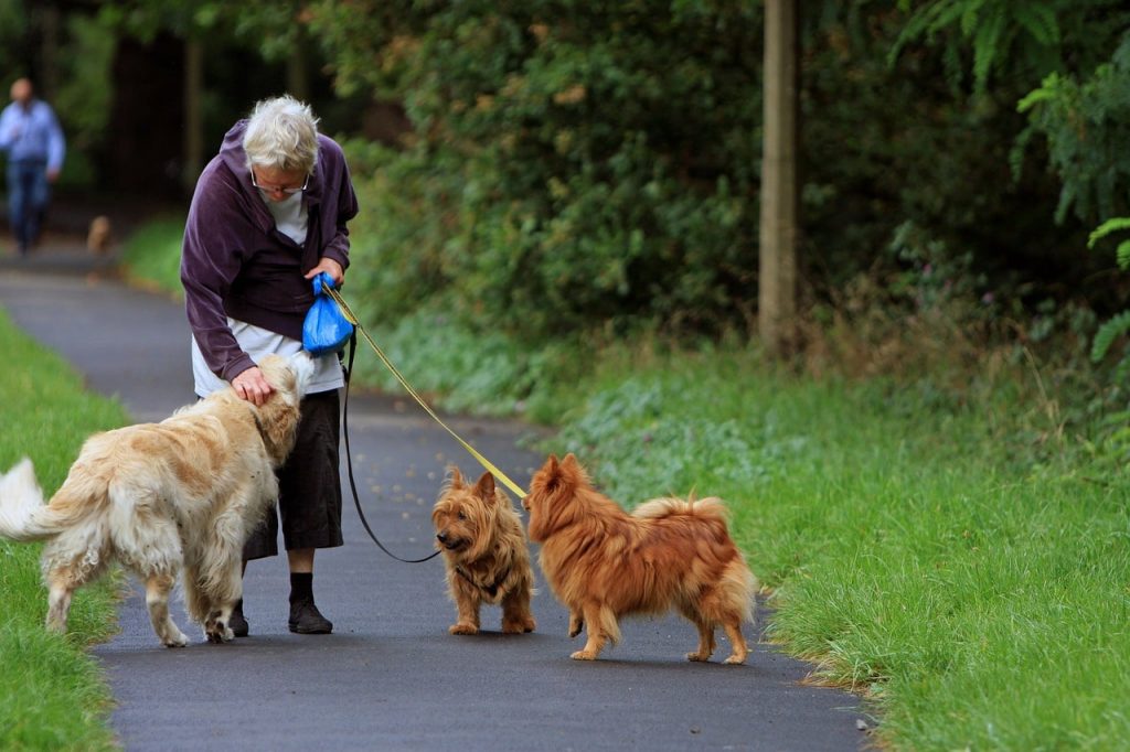 Best-dog-breed-for-seniors
