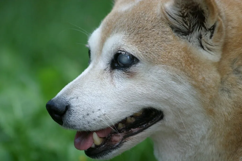 deaf-and-blind-dogs