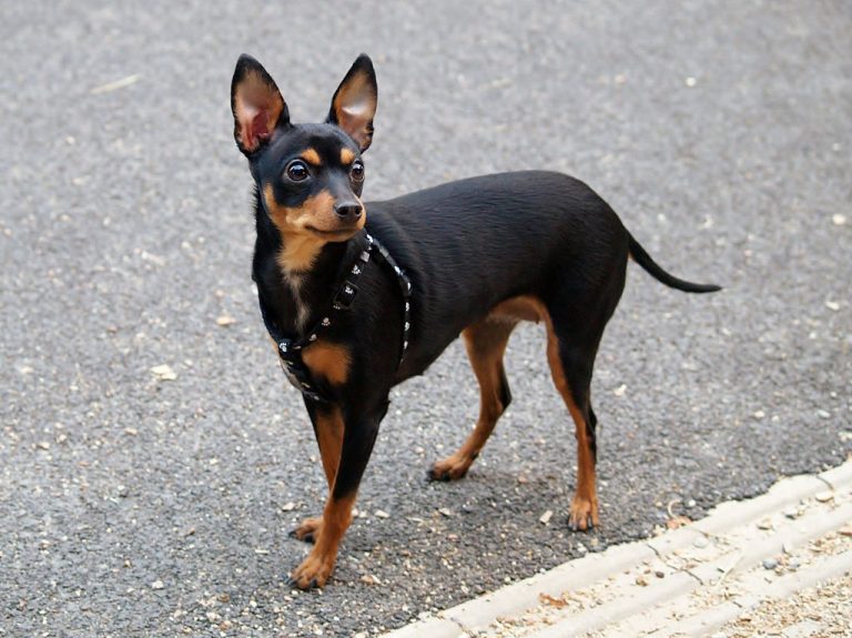 Prague Ratter - Complete Breed Guide for 2023