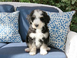 bernedoodle-facts
