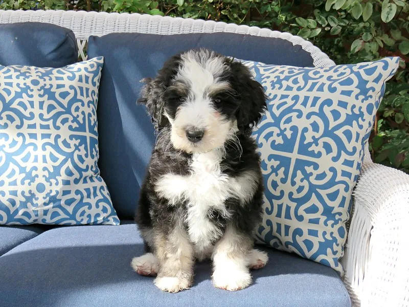 bernedoodle-facts