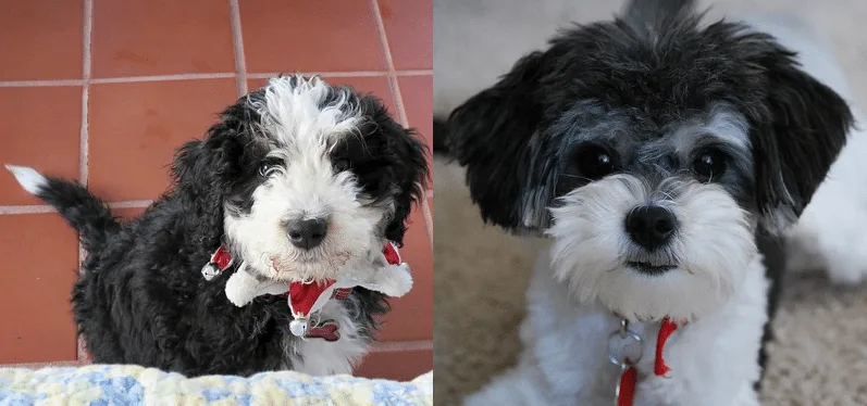 bernedoodle-vs-shih-poo