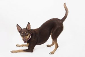 Australian-kelpie-dog-breed-of-the-month