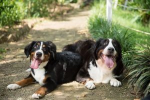 bernese mountain dog names