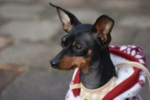 Miniature Pinscher Min Pin