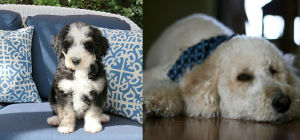 bernedoodle-vs-groodle-comparison