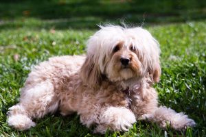 cavapoo-cavoodle-dog-breed-info