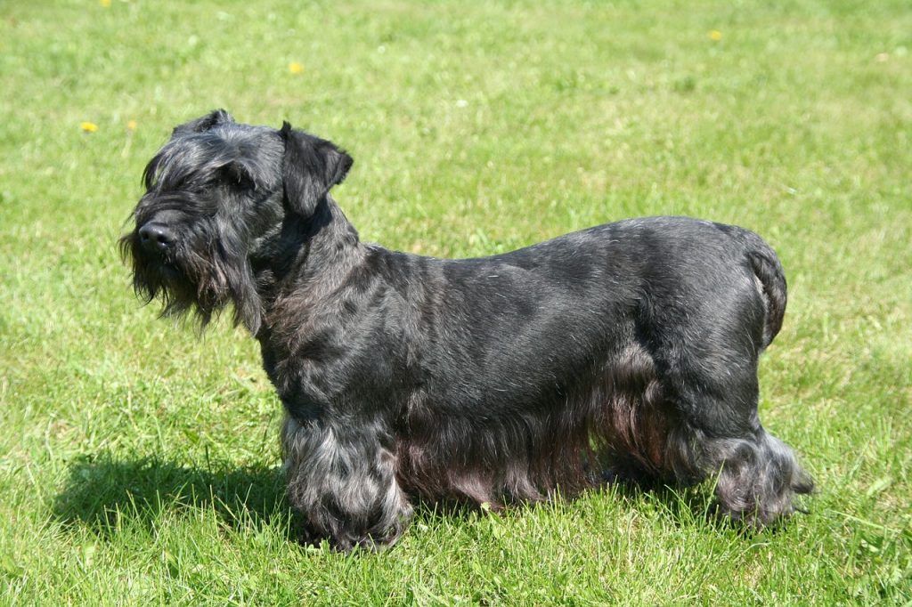 cesky-terrier-czech-republic-dogs