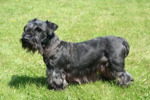 cesky-terrier-czech-republic-dogs