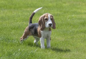 beagle facts