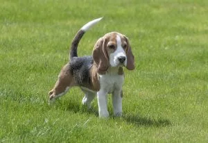 beagle facts