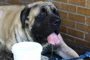 how-to-keep-your-dog-cool-in-summer