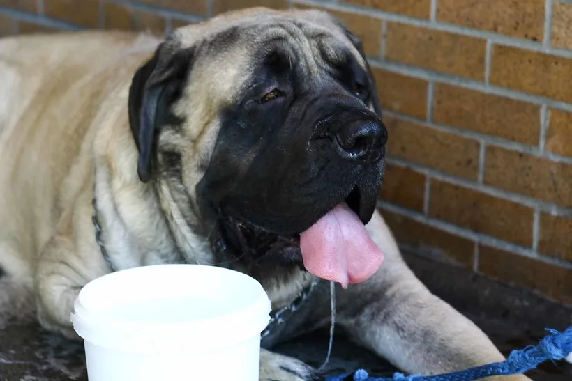 how-to-keep-your-dog-cool-in-summer