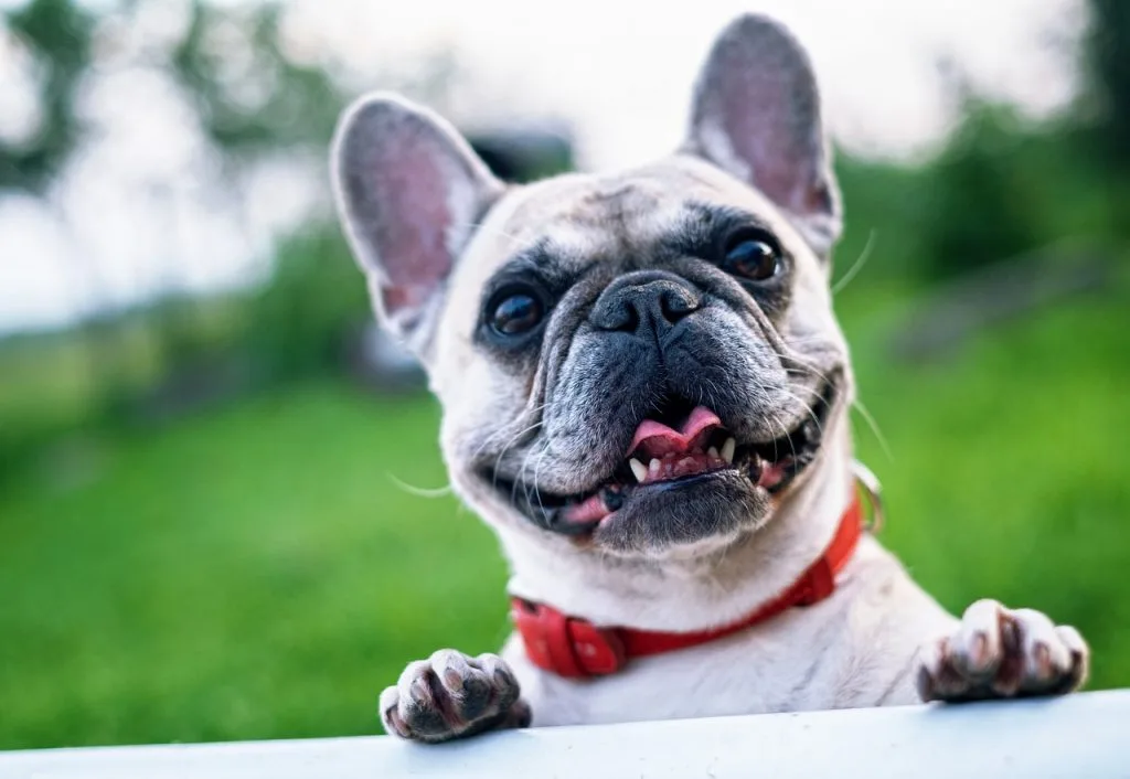 facts-about-dogs