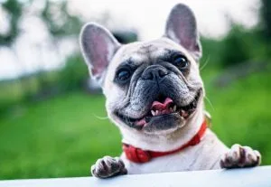 facts-about-dogs