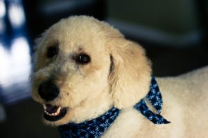 groodle temperament and behaviour