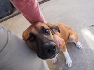 how-to-calm-your-dog-during-fireworks