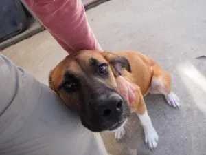 how-to-calm-your-dog-during-fireworks