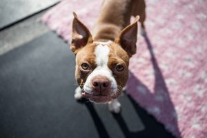 boston-terrier-names