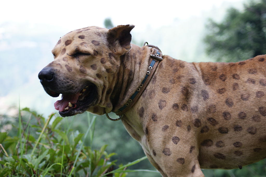 pakistani bully dog black