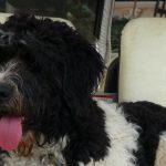 saint berdoodle dog breed facts