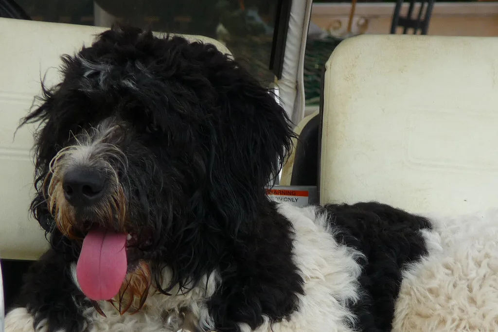 saint berdoodle dog breed facts