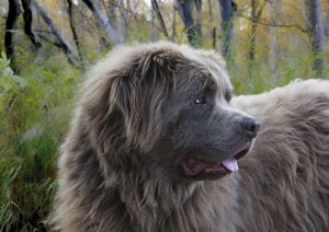 Newfoundland dog