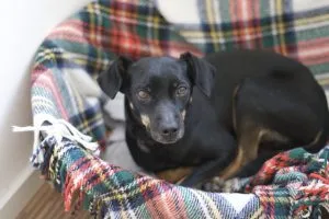 german hunting terrier