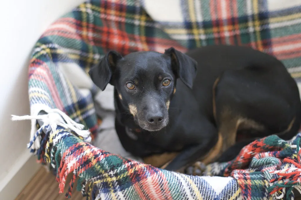 german hunting terrier