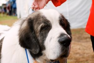the-pyrenean-mastiff