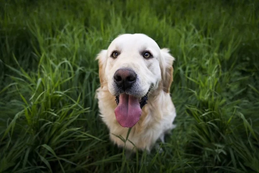 golden retriever names